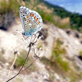 Schmetterling von Daphne Photography