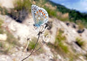 Schmetterling