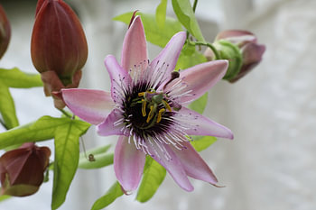 18 Jochumhof Passionsblume