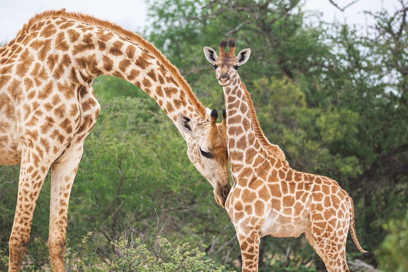 Une mère girafe serre son enfant dans ses bras en Afrique du Sud. par Simone Janssen