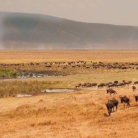 Tanzania Ngorongoro Crater by Andrea Gulickx