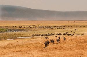 Tanzanie - Cratère du Ngorongoro sur Andrea Gulickx