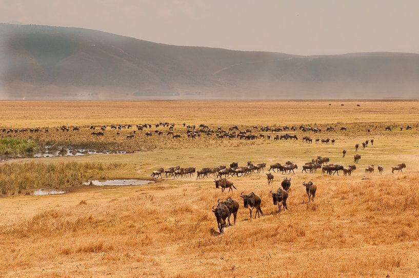 Tanzania Ngorongoro Crater van Andrea Gulickx