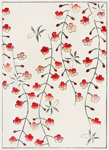 Cherry blossom illustration