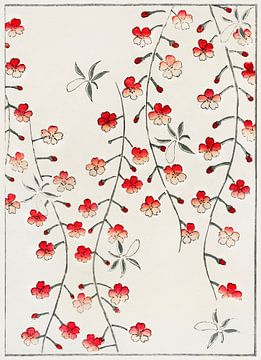 Cherry blossom illustration von Peter Balan
