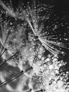 Black and white: The drops on dandelion fluff by Marjolijn van den Berg