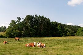 Belgian cows by Richard Wareham