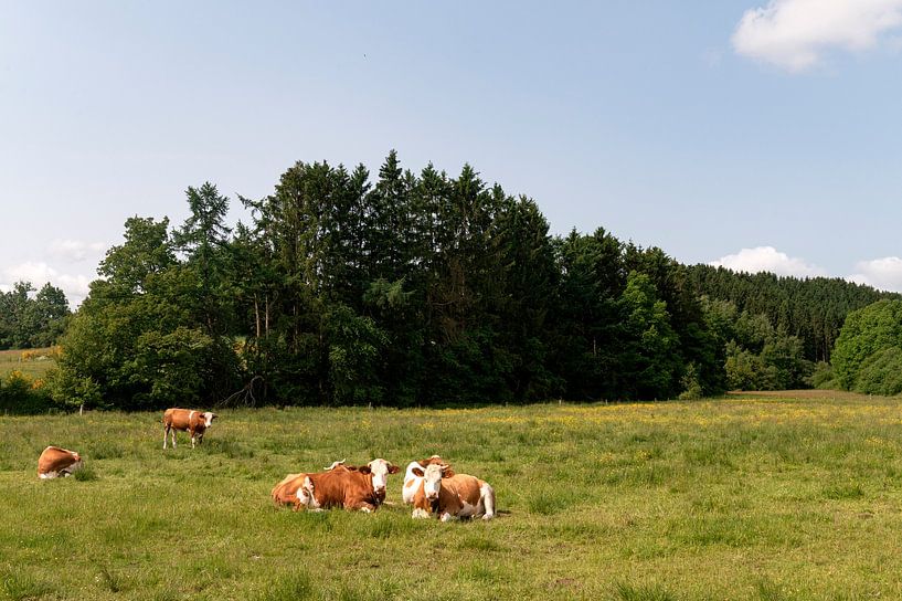 Belgian cows by Richard Wareham