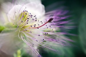 Kapernblüte