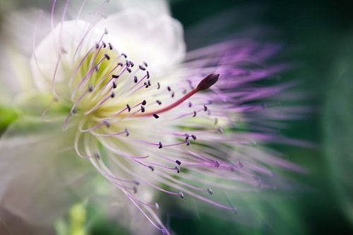 Fleur de caprier