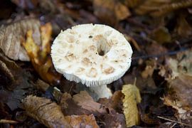 Ein Loch im Dach von Marjo Mol