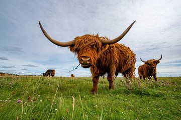 Scottish Highland cattle by Karsten Rahn