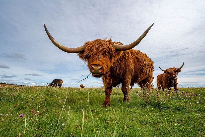Scottish Highland cattle by Karsten Rahn