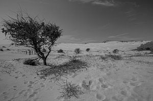 Kennemerduinen, Nord-Holland