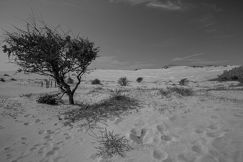 Kennemerduinen, Noord Holland