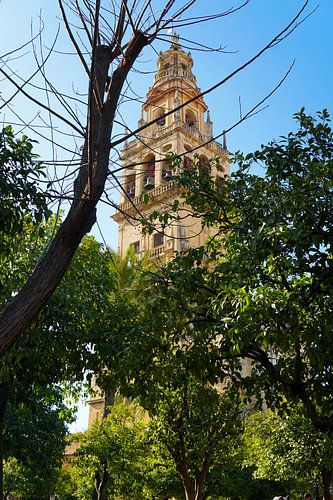 Le clocher de la morse