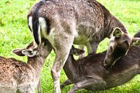 Doppelpack