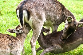 Doppelpack sur Harald Schottner