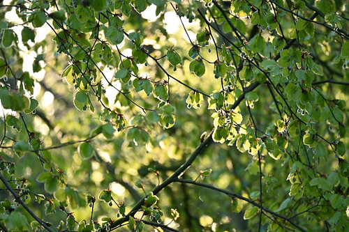 Reflets du soleil