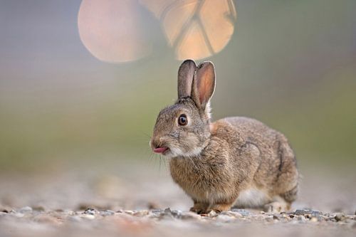 Wildkaninchen (Oryctolagus cuniculus) 