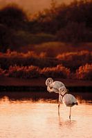 Avondschemering Ballet - Flamingo's van de Algarve
