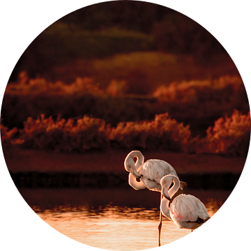 Avondschemering Ballet - Flamingo's van de Algarve van Femke Ketelaar