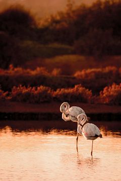 Avondschemering Ballet - Flamingo's van de Algarve van Femke Ketelaar