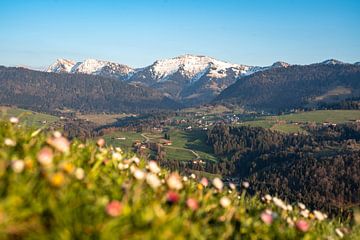 Lente-uitzicht met madeliefjes van de besneeuwde Hochgrat in de lente van Leo Schindzielorz