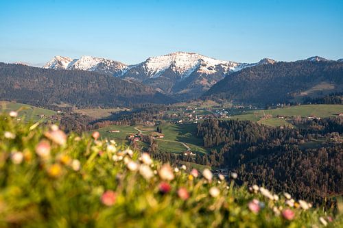 Lente-uitzicht met madeliefjes van de besneeuwde Hochgrat in de lente