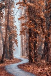 Der Flüsterweg von Lars van de Goor