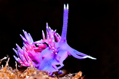 UNDERWATER ART - NUDIBRANCH