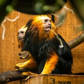 The golden lion monkey by Denise Vlieland