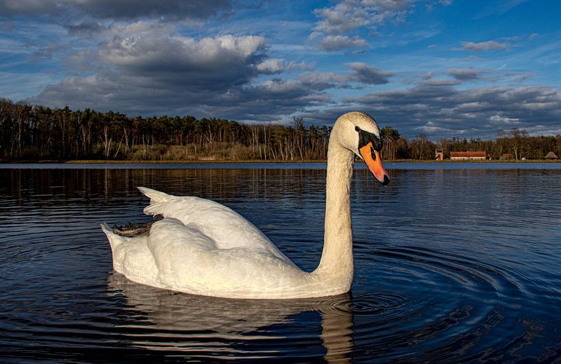 swan in calm water by Rob Baerts