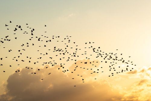 Danse des étourneaux au coucher du soleil dans le Biesbosch