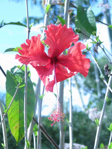 Hibiscus bloem van Daphne Wessel