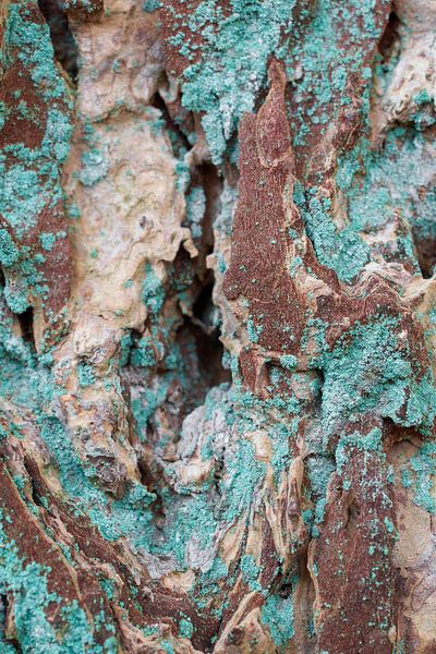 Rinde von einer Douglasie von Cor de Hamer