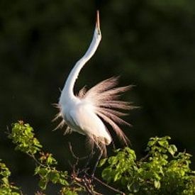 Aijing H. Profile picture