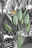Strelitzia Reginae
