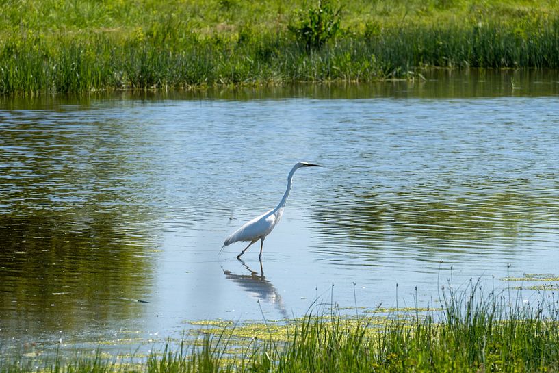 Vogels van Maaike Krimpenfort