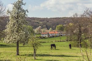Zuid-Limburgs tafereeltje