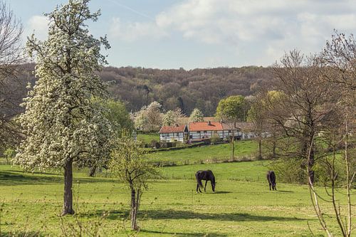 Zuid-Limburgs tafereeltje