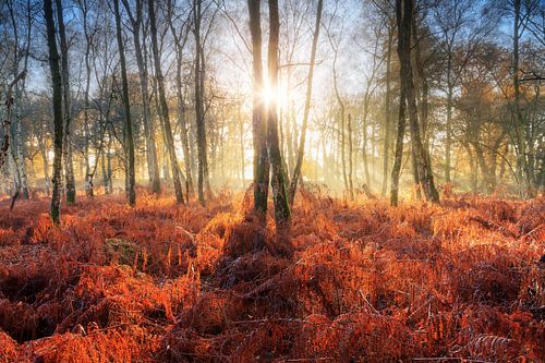 Krachtige zonsopkomst in het bos in de herfst