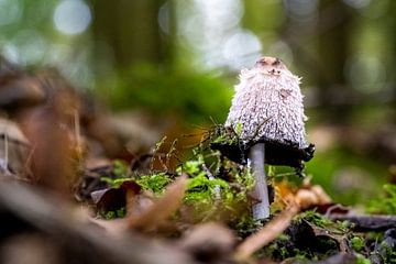 Champignon d'encre avec fond flou de bokeh sur sol forestier sur Fotografiecor .nl