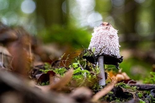 Ink mushroom with blurred bokeh background on forest soil