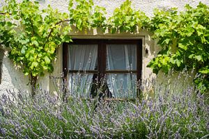Französisches Fenster mit Weinrebe und Lavendel