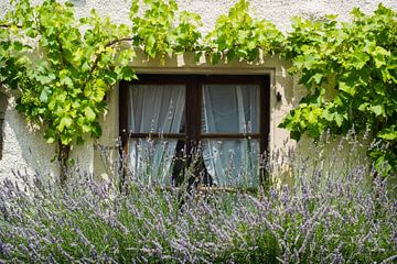 Porte-fenêtre avec vigne et lavande sur Blond Beeld