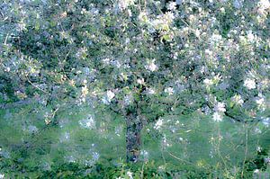 Baum voller Blüte von Lucia Kerstens