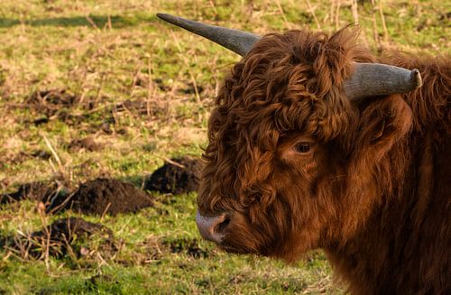 Schotse Highlander van Roland Swennen