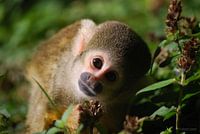 Curious monkey