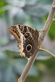 Bunter Schmetterling an einem Ast. Makro